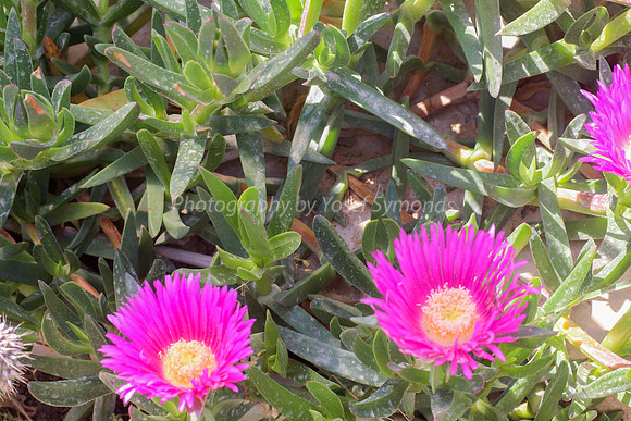 170414-CactusGarden-9999_45-2