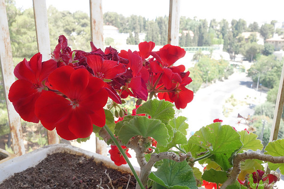 Red Geraniums High 1