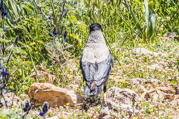 Crow Prowling Amongst the Lupins 220328-10