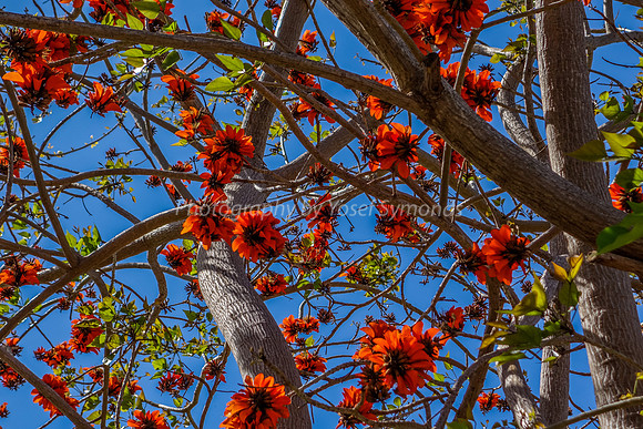 Coral Tree 180316-2