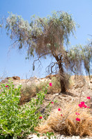 Tree on Sloopes of Grofit 5