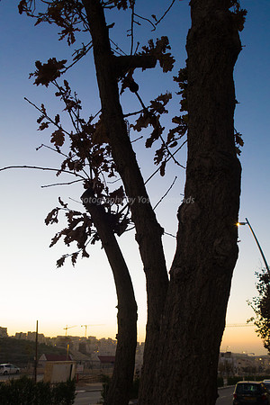Tree on Hayarkon 181218-3