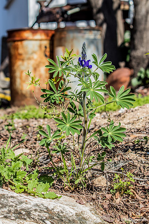 Early Lupin in Man Environment 200228-3