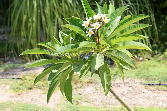 Franjipani 170714