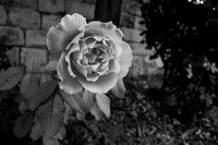 Roses in Carpark 200630-4