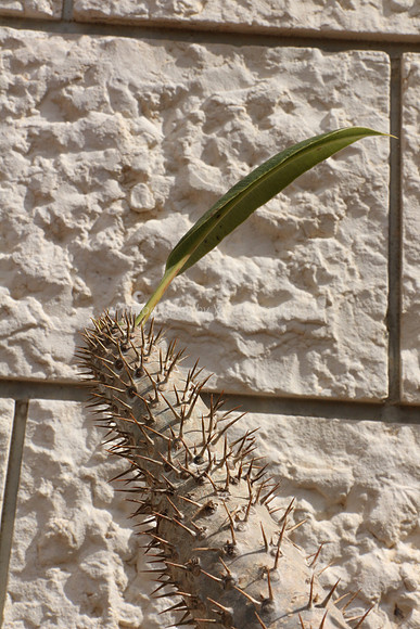 Outgrowth