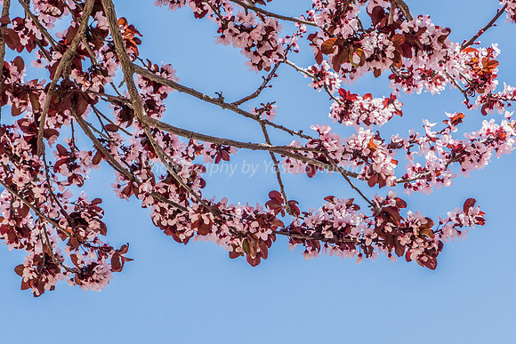 Flowering Plum 160308-6
