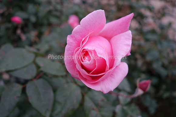 DSC00310