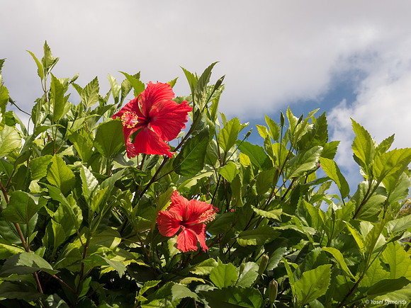 Hibiscus in Summer  190912-1