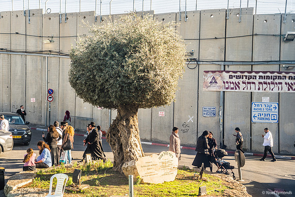 The Olive Tree 221107-10