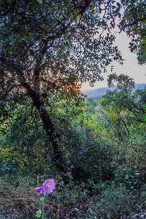 Through the Enchanted Foliage 24