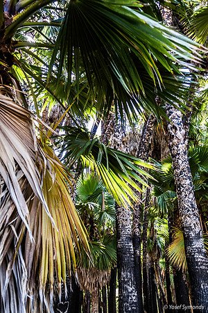 Washington Palm Grove 240516-1
