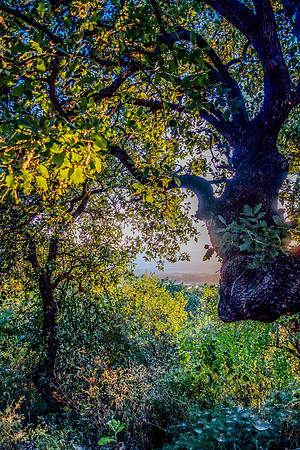 Through the Enchanted Foliage 13