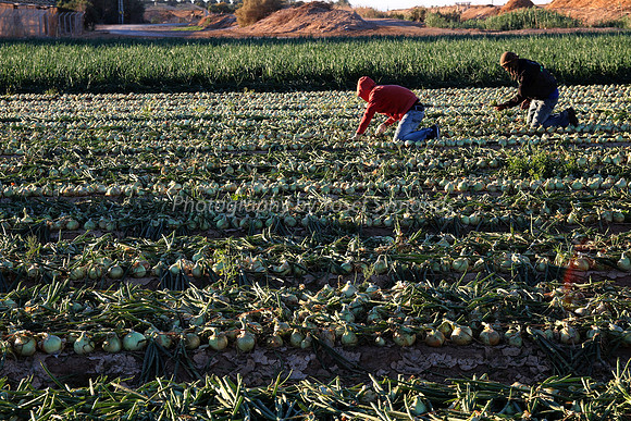 151206-OnionFarming_Eilat-9999_12A-2
