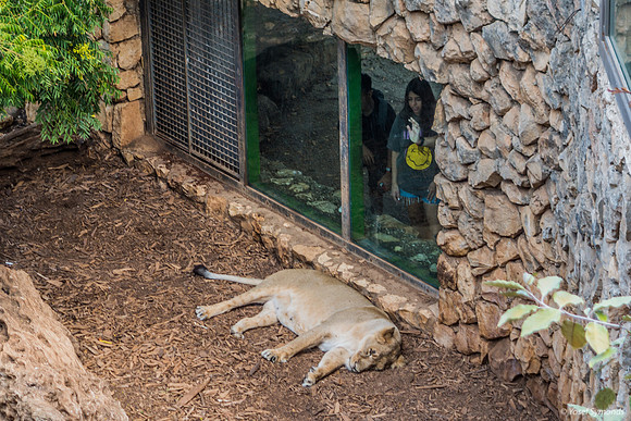 Lioness Bored Looking At Passing Parade of Two-Legged Creatures