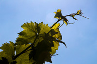 Passionfruit Vine 170414-2