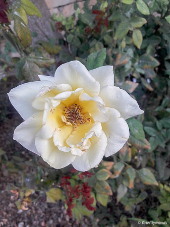 White Rose 171113