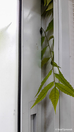 Green Leaves Against Window - Intruder 170712-2