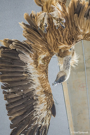 Trapped Inside Under the Claws of an Eagle 220811-2