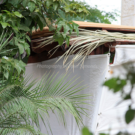 Jungle Sukkah 2