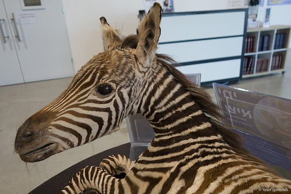 Zebra Calf 220811-2