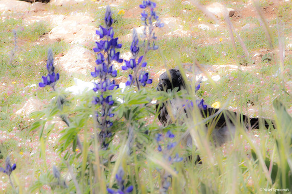 Crow Hiding Amongst the Lupins 220328-2