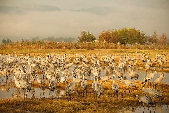 N-Cranes Loitering in Lake 1