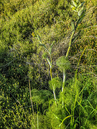 Plant in Yarmut 2014-1