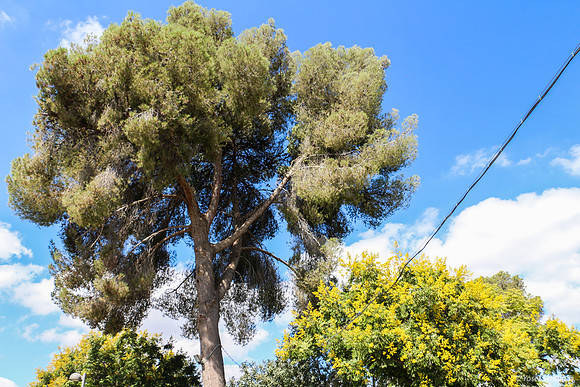 Kibbutz Lamed Hey Trees 4