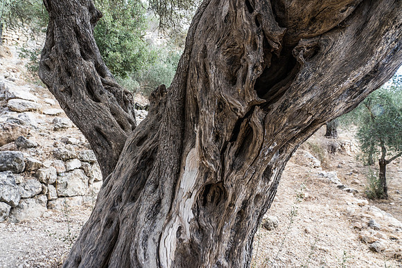Olive Tree - Sataf 240922-2