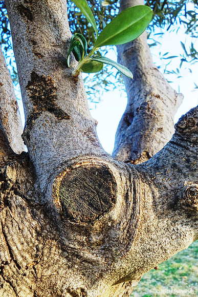Tree Trunk - Abstract