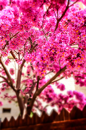 Pink Blossoms 160308-4