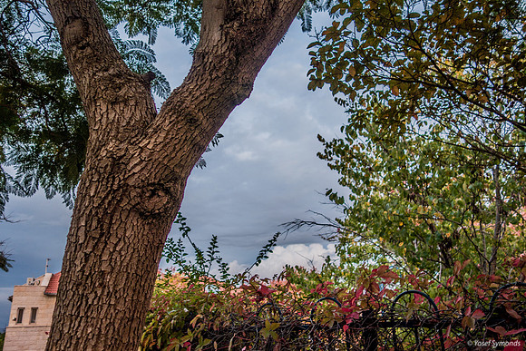 Jacaranda Trees Maor 181105-1
