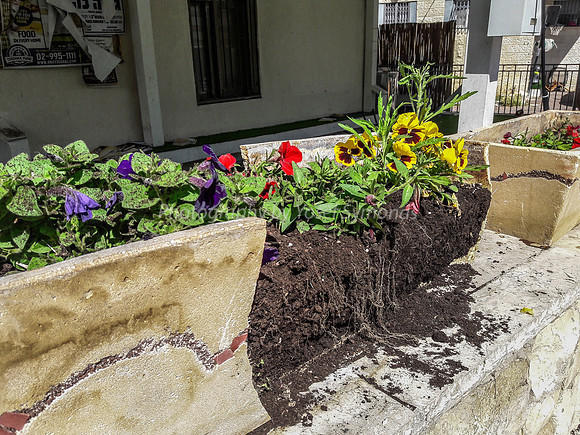 Broken Pansy Pot 2