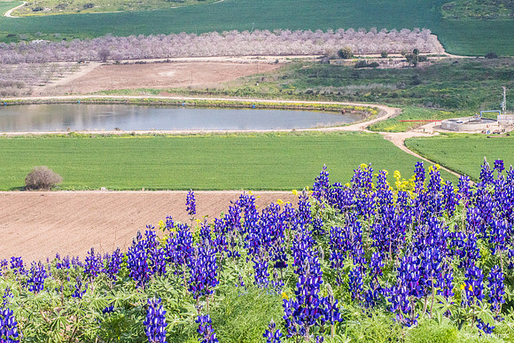 Lupins and Kibbutz Netiv Halamed Hey 130224-8