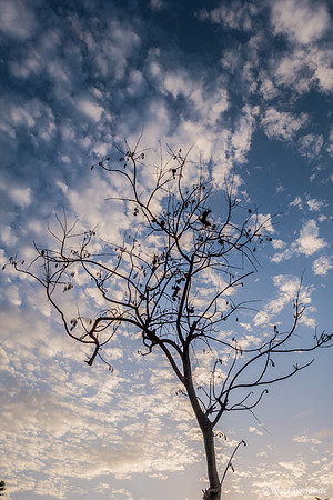 Jacaranda on Maor 181023-2