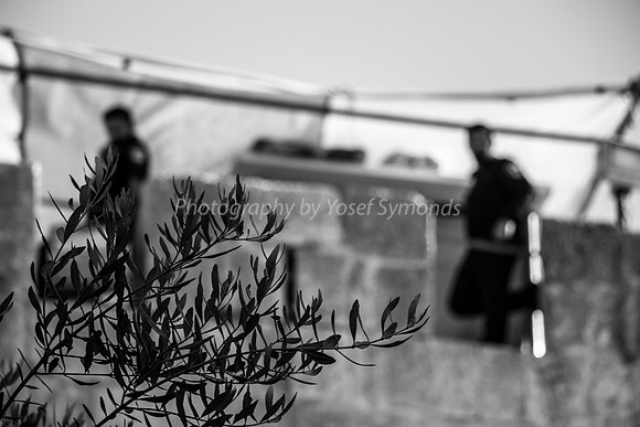 Olive Tree with Lookouts in Background 2