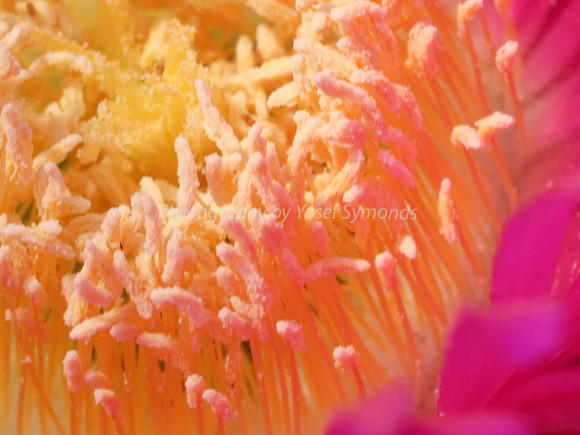 170414-CactusGarden-9999_24-2