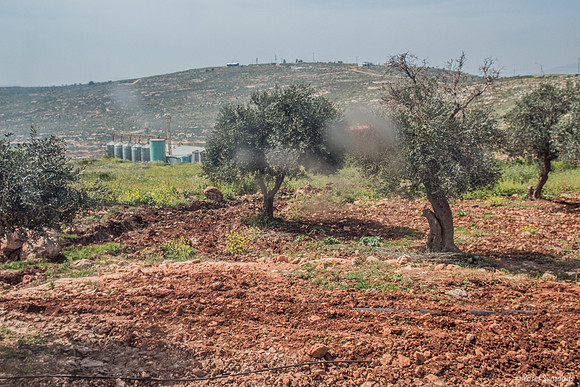 Olive Grove - Givot Olam 1