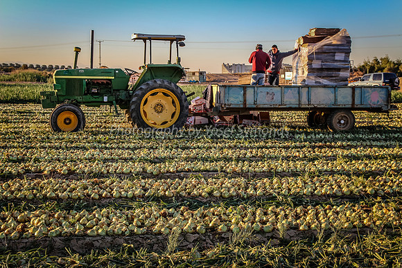 151206-OnionFarming_Eilat-9999_3-2
