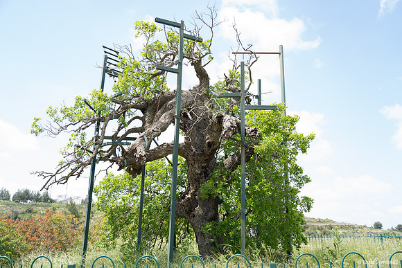 Wormwood Oak 190423-5