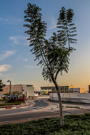 Tree at Dusk 1