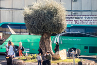 The Olive Tree in Rachel's Tomb Square 221107-1