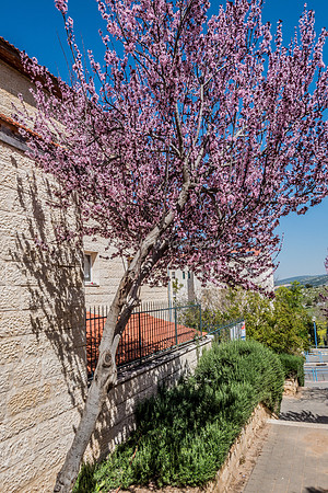 Flowering Plum 160308-7