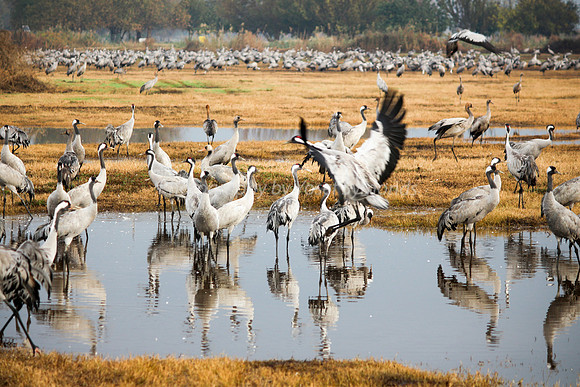 N-Crowded Landing in Hula 2