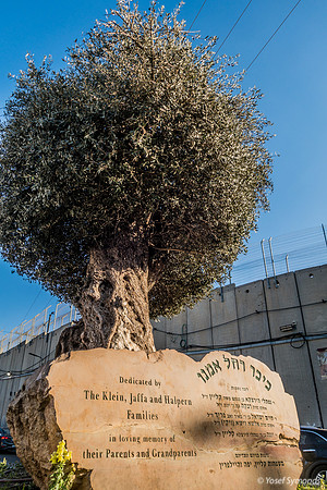 The Olive Tree 221107-7
