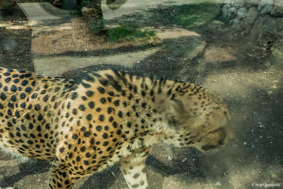 Somethings Are Best Viewed Through Glass 220918-2