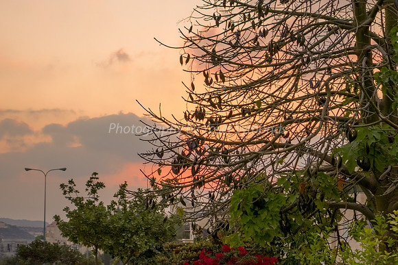 Hayarkon Street at Sunset 1