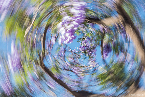 Jacaranda Maor Spinning 200526-7