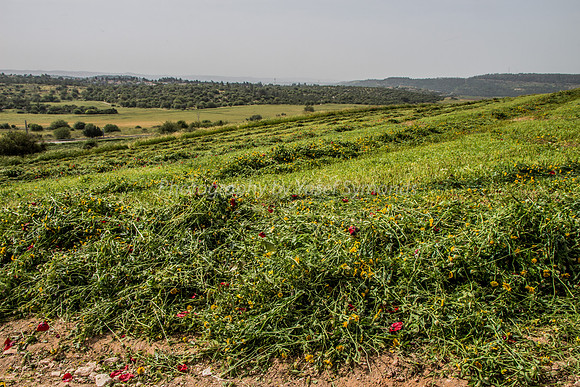 Ploughed Poppies 2